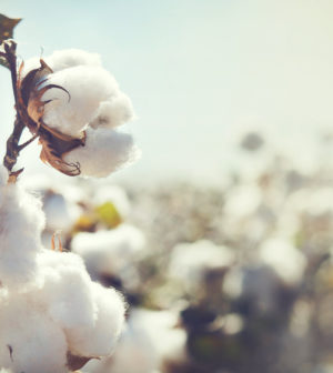 Cotton bud crop - landscape with copy space