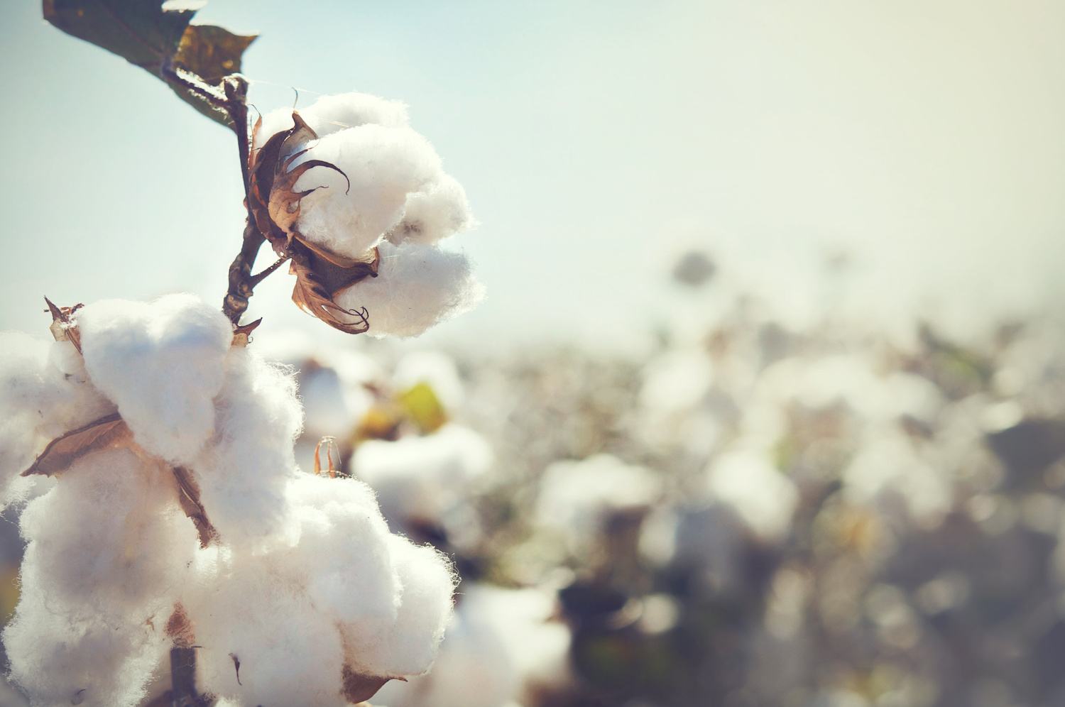 Sustainable Cotton